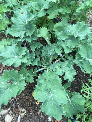 Grand Forks Siberian Kale