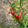 Load image into Gallery viewer, Gregoris Altai Early Bush Tomato
