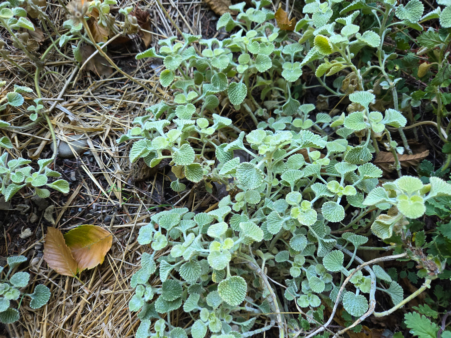 Horehound-Green Pom Pom