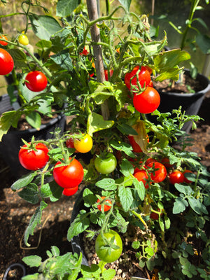 House Cherry Tomato