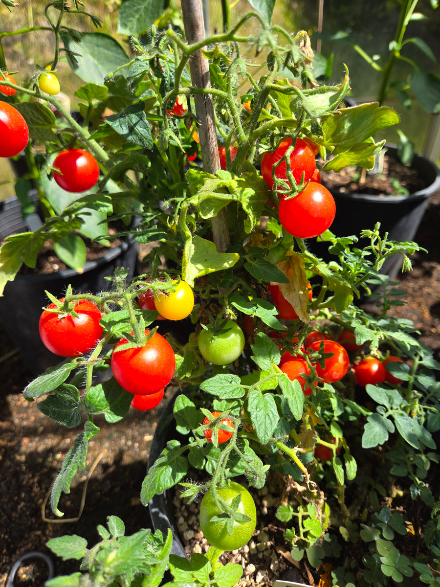 House Cherry Tomato
