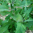 Load image into Gallery viewer, Huazontle - Summer Spinach
