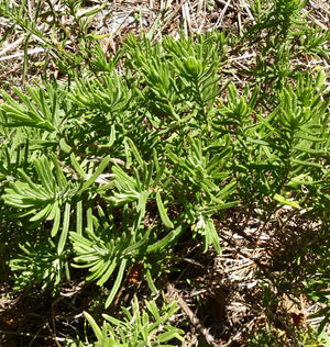 yellow lavender plant Yellow Lavender – Eagleridge Seeds