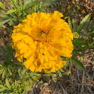 Crackerjack Marigold - Tagetes erecta
