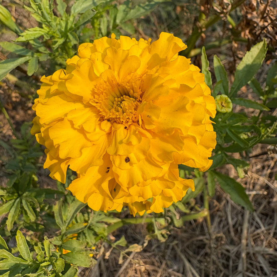 Crackerjack Marigold - Tagetes erecta