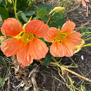 Nasturtium Mix - Tropaeolum