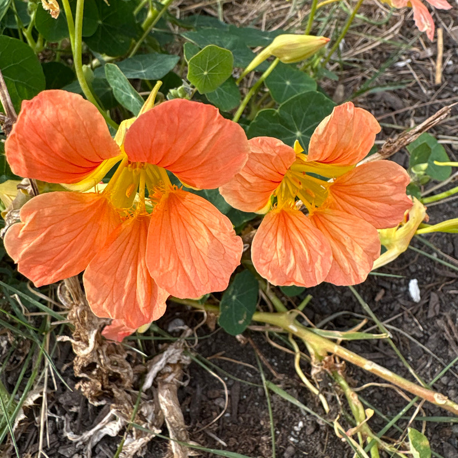 Nasturtium Mix - Tropaeolum