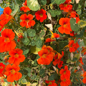 Nasturtium Mix - Tropaeolum