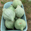 Load image into Gallery viewer, Winter Squash - Blue Hubbard - Very Rare
