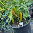 Load image into Gallery viewer, Espelette - Hot Pepper
