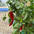 Load image into Gallery viewer, Espelette - Hot Pepper
