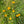 Load image into Gallery viewer, Calendula Mix - Calendula officinalis
