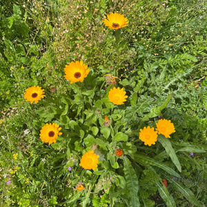 Calendula Mix - Calendula officinalis