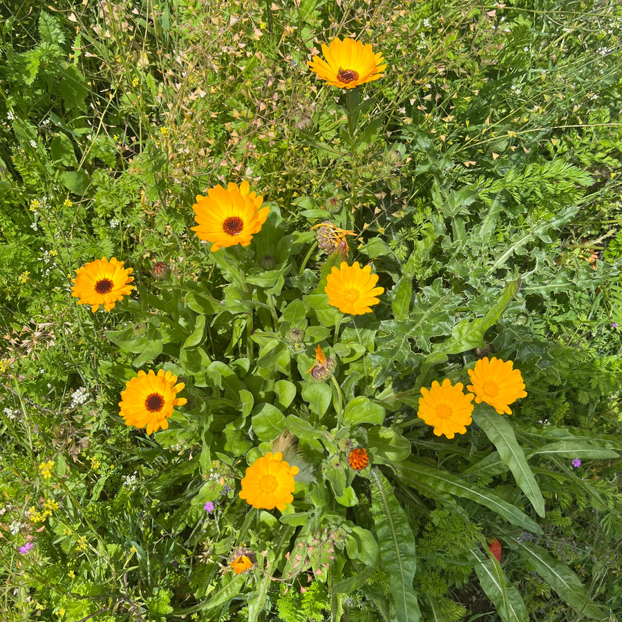 Calendula Mix - Calendula officinalis