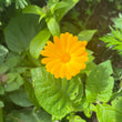 Load image into Gallery viewer, Calendula Mix
