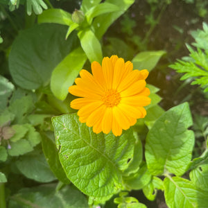 Calendula Mix - Calendula officinalis