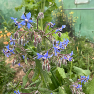 plant with purple or blue flowers and edible seeds Borage