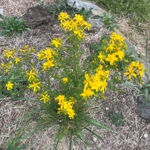 St John's Wort - Hypericum perforatum