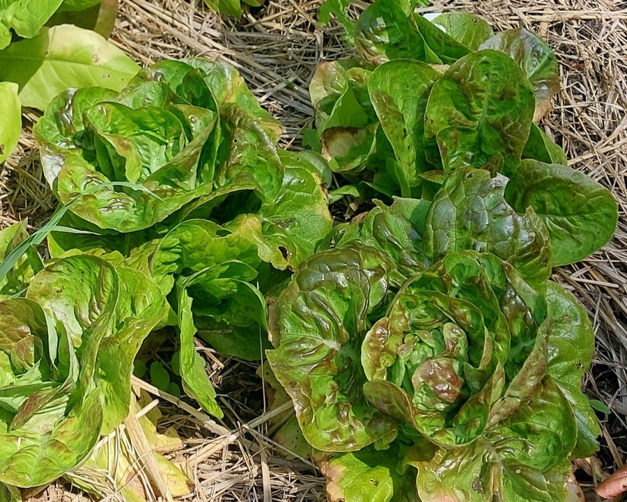 Italian Red Perella Butterhead Lettuce