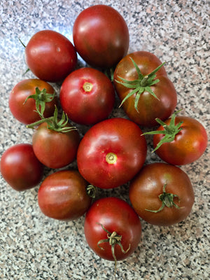 Japanese Black Trifele Early Bush Tomato