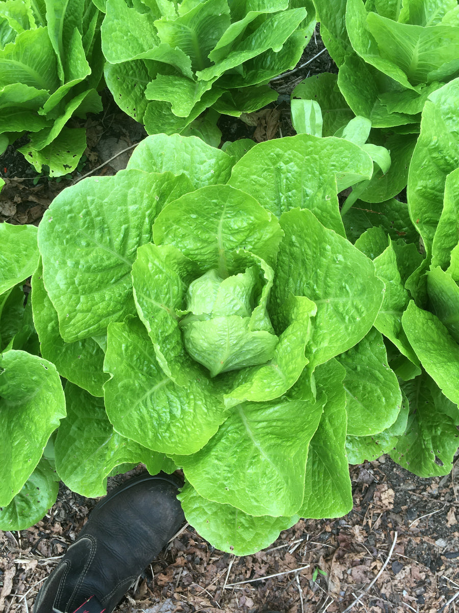 Jericho Lettuce