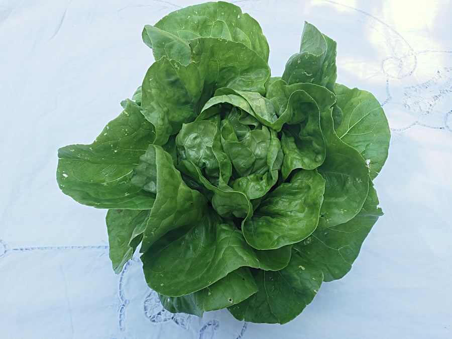 Kagraner Sommer - Butterhead Lettuce