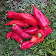 Load image into Gallery viewer, Kaloscai Pepper - Endangered
