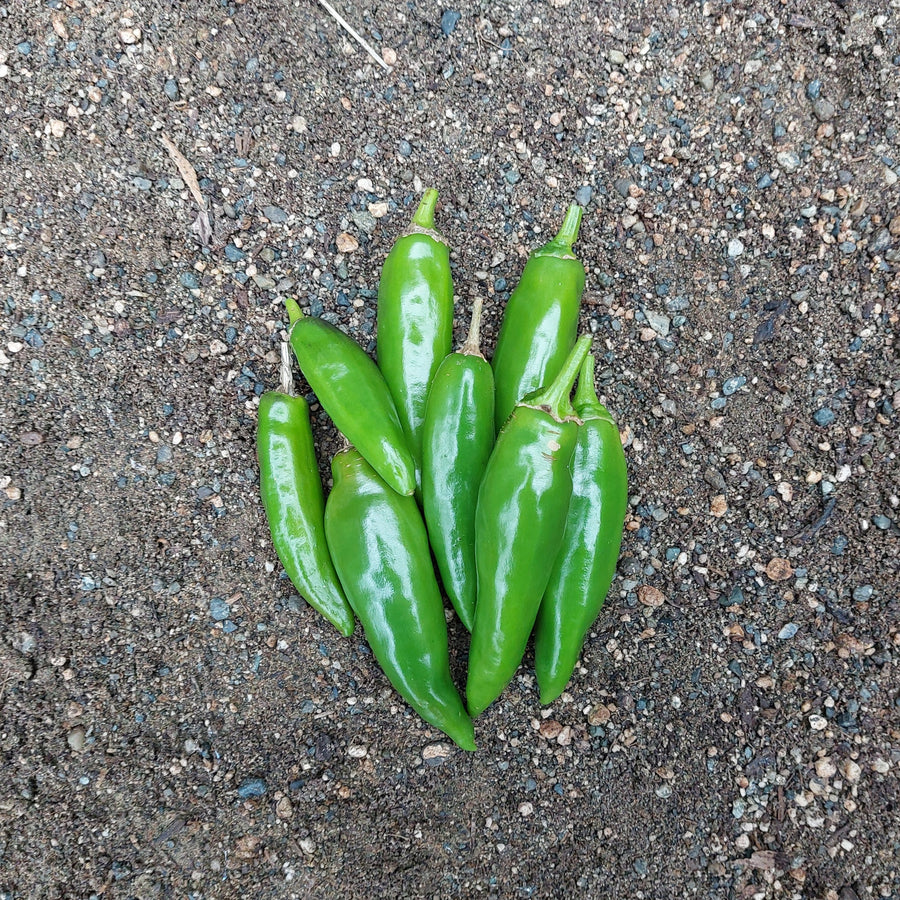 Korean Dark Green Hot Pepper