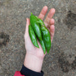 Load image into Gallery viewer, Korean Dark Green Hot Pepper
