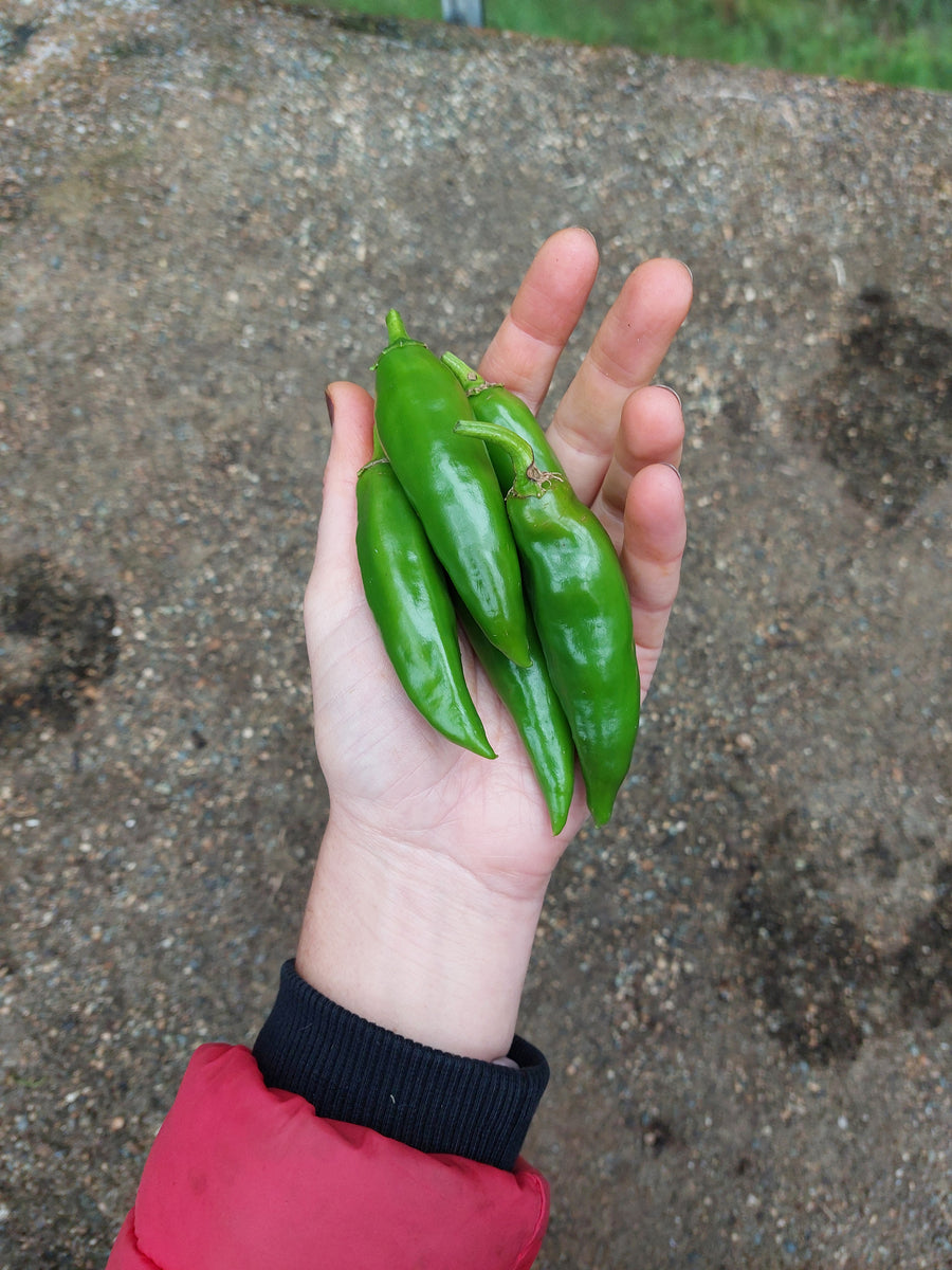 Korean Dark Green Hot Pepper