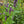 Load image into Gallery viewer, Korean Mint
