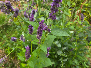 Korean Mint