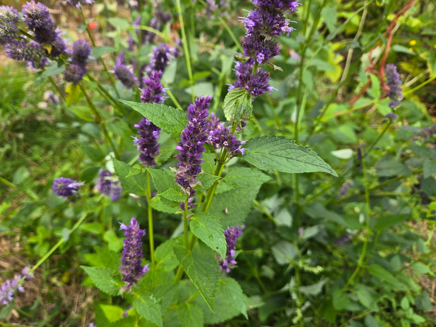 Korean Mint