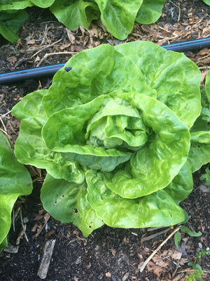 Landis Winter Butterhead Lettuce