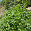Load image into Gallery viewer, Milk Thistle
