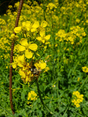 Easy Abundance Mild Mizuna