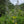 Load image into Gallery viewer, Motherwort
