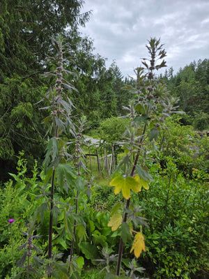 Motherwort