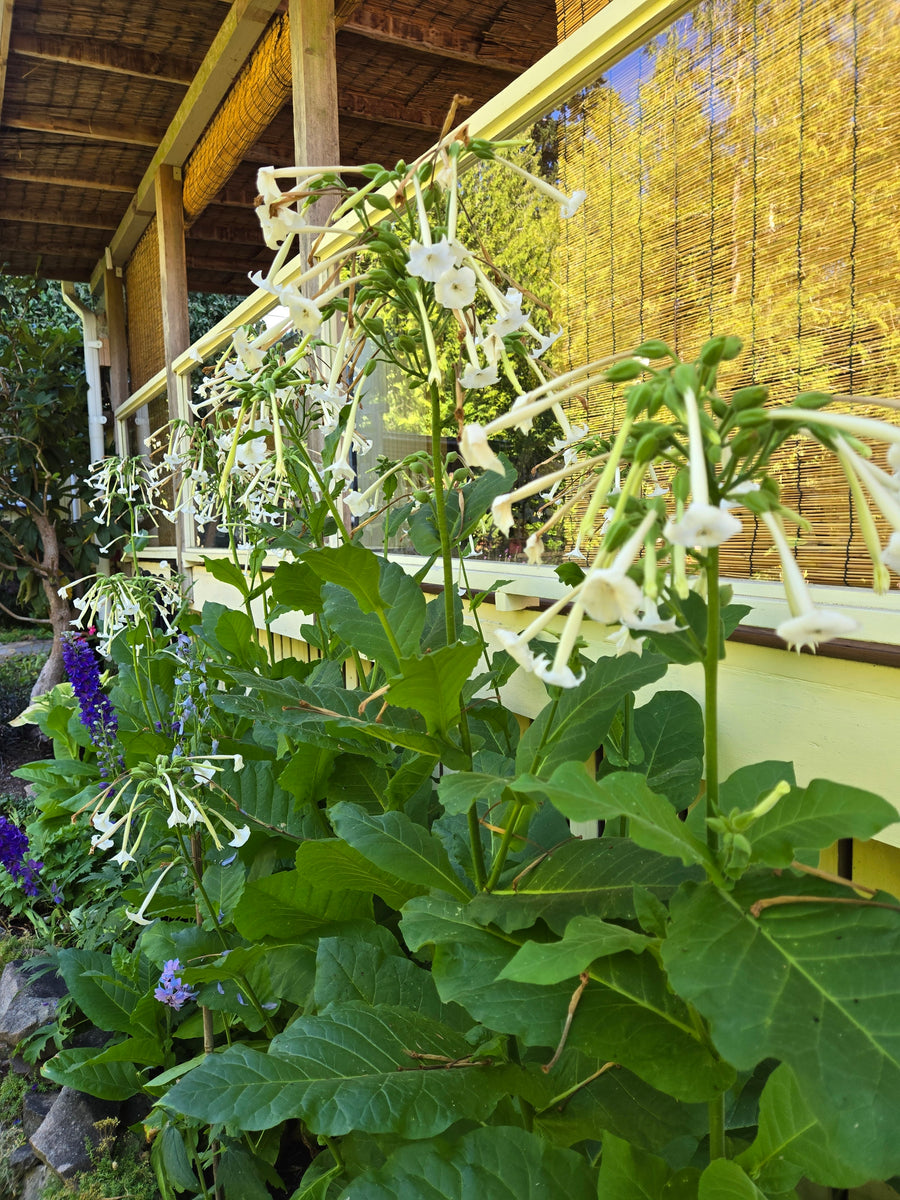 Nicotiana Sylvestris