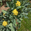 Load image into Gallery viewer, Nine Star Broccoli
