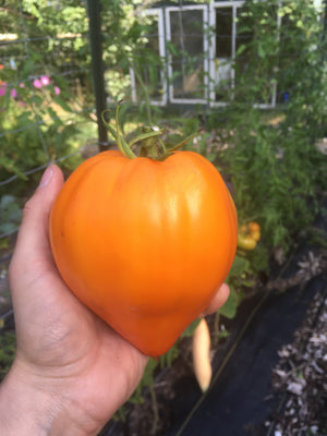 Tomato - Orange Strawberry