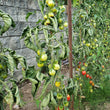 Load image into Gallery viewer, Piennolo Rosso Winter Tomato
