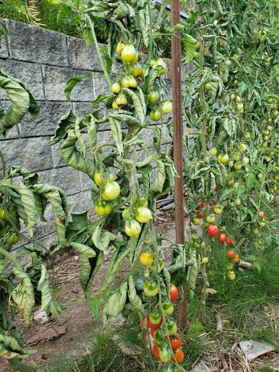 Piennolo Rosso Winter Tomato