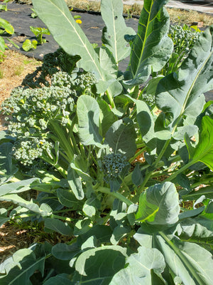 Piracicaba Broccoli