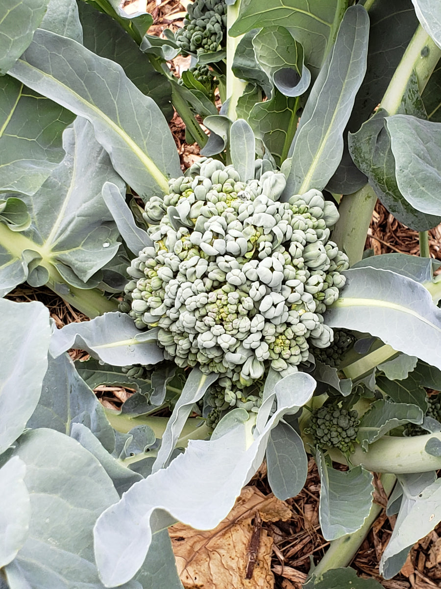 Piracicaba Broccoli