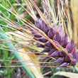 Load image into Gallery viewer, Purple Karma Tibetan Barley
