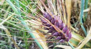 Purple Karma Tibetan Barley