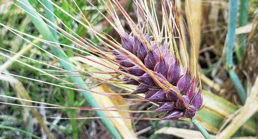 Purple Karma Tibetan Barley