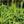 Load image into Gallery viewer, Purple Karma Tibetan Barley
