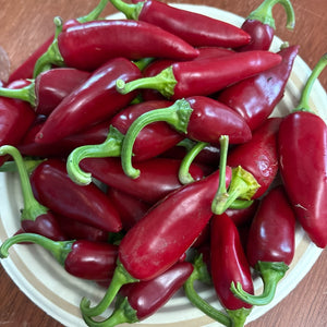 Purple Jalapeno Hot Pepper